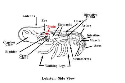 Spiny Lobster - circulatory 101