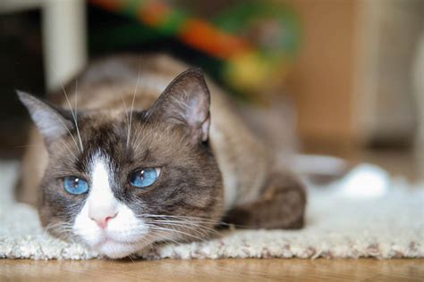 Snowshoe Cat Breed Profile - Cat-World