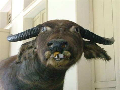 23 Prime Examples Of Taxidermy Fails So Severe They Could Hurt Your Eyes - Creepy Gallery ...