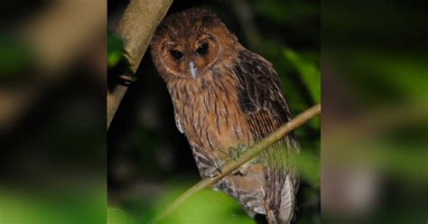 Jamaican Owl (Pseudoscops grammicus) by Alan Van Norman - The Owl Pages