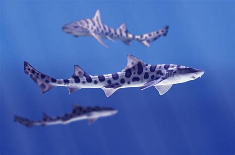 Leopard Sharks Triakis Semifasciata Photograph by Don Hammond - Pixels