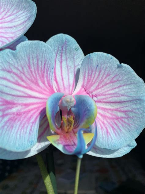 a close up of my beautiful orchid! : r/orchids