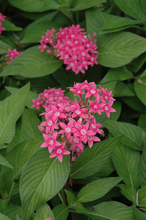 Egyptian Star Flower (Pentas lanceolata) in Naperville Aurora Batavia ...