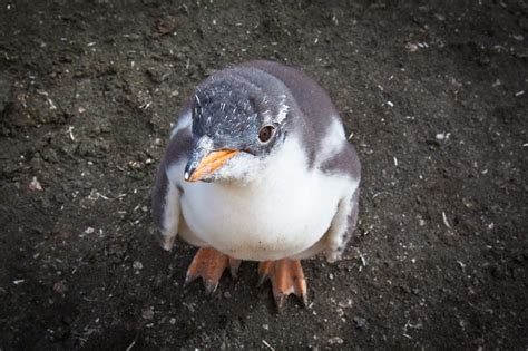 Amazing Antarctica in photos