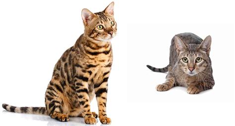 Savannah Cat vs Bengal - Which Wild Hybrid is Right For You?