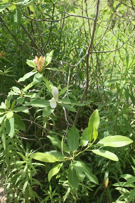 Centenary College Arboretum: Magnolia virginiana