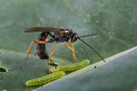 Biologia-Vida: Quando a Natureza Parece Um Filme de Terror / When Nature Looks Like A Horror Movie