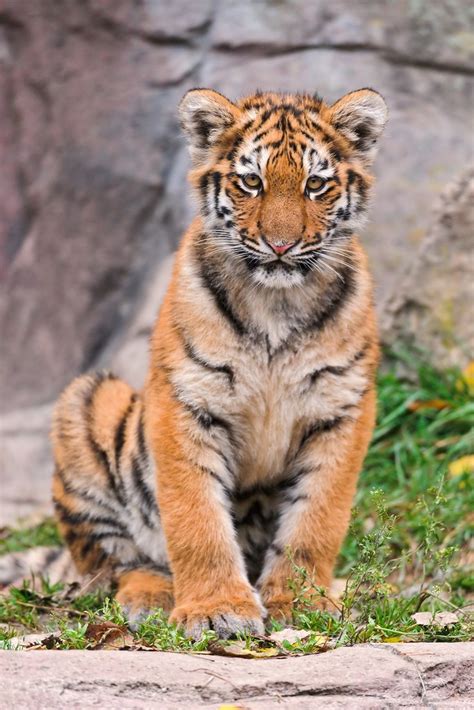 Adorable Siberian Tiger Cubs