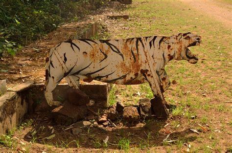 Mohan the white tiger of Rewa in Madhya Pradesh