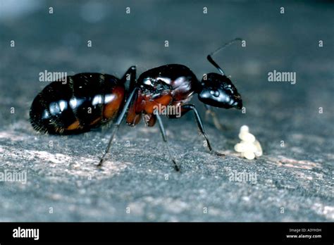 carpenter ants (Camponotus ligniperda), queen with eggs Stock Photo - Alamy