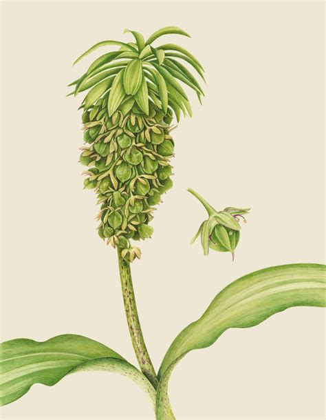 Eucomis bicolor 2020 | Brigid Edwards