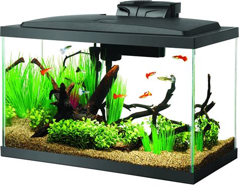 10 Gallon Fish Tanks - Options and Reviews 2023 | A Little Bit Fishy