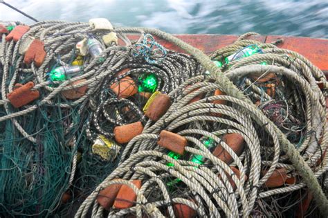 Research suggests that LED-studded fishing nets can reduce sea turtle bycatch by 64 percent