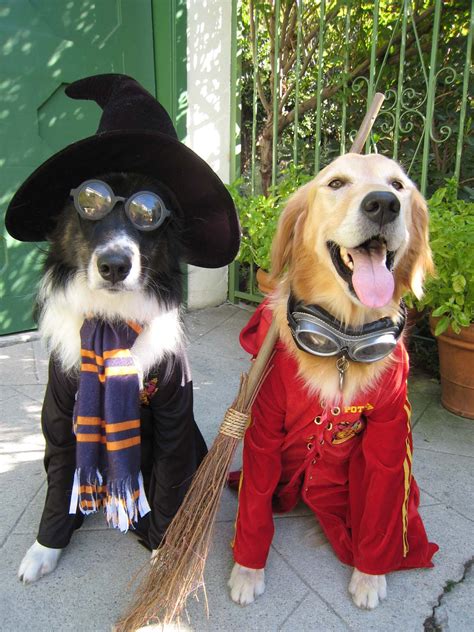 DIY Dog Costumes for All Shapes and Sizes | The Dog People by Rover.com