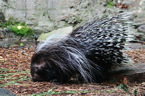 Difference Between Porcupine and Hedgehog - Pediaa.Com