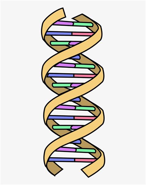 Dna Clipart Wikipedia Simple Dna Transparent Png X Free | The Best Porn ...