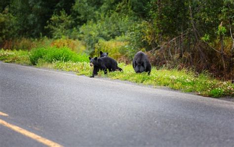 Premium Photo | Black bear in the forest