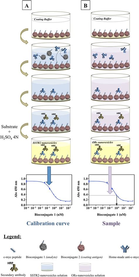 Scheme of the competitive ELISA assay. (A) Calibration curve generation... | Download Scientific ...