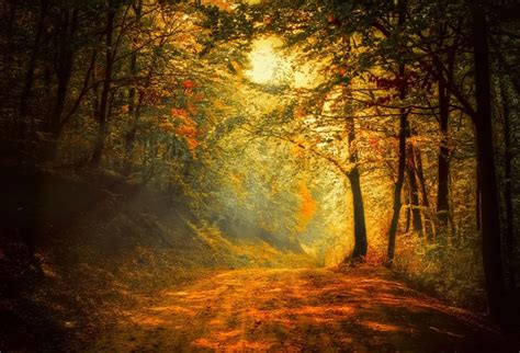 Laeacco Dusk Forest Trees Pathway Landscape Photo Backgrounds Customized Digital Photography ...