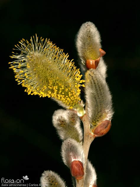 Família Salicaceae | Flora-On