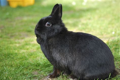 The Netherland Dwarf rabbit is a dwarf variant that originated in the Netherlands. we will ...