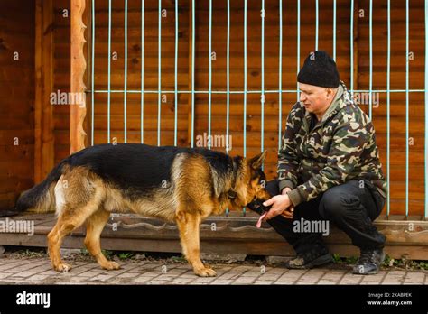 German shepherd dog in training Stock Photo - Alamy