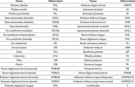 Abbreviations of the names of the tissues of the foot model. | Download Scientific Diagram