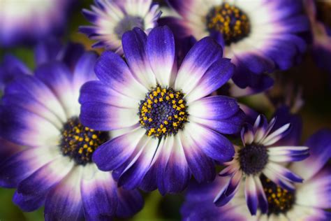 Free Images : flowers, blue, flower, petal, purple, flowering plant, close up, spring, macro ...