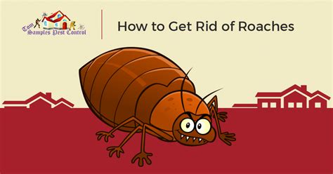 Pest Control Springtown: How To Get Rid Of Cockroaches