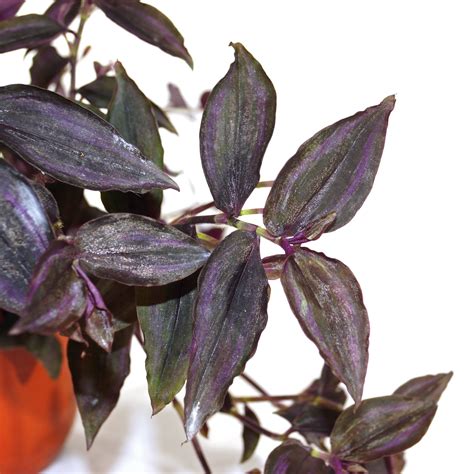 Tradescantia zebrina "Burgundy" - 6" Hanging Basket – Steve's Leaves