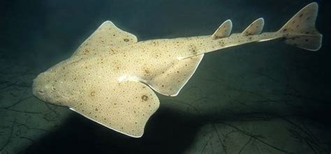 Sawback Angelshark | North Shore Shark Adventures