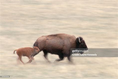 Bison Calf Running Beside Its Mother High-Res Stock Photo - Getty Images