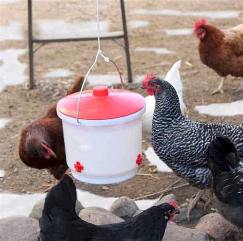 5 Best Heated Chicken Waterer 2022 – Reviews & Buying Guides