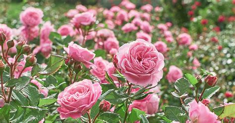 9 Common Reasons Why Roses Fail to Bloom | Gardener’s Path