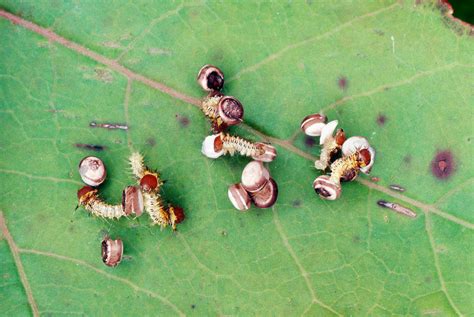 Polyphemus Moth Larvae Photograph by Millard H. Sharp - Fine Art America