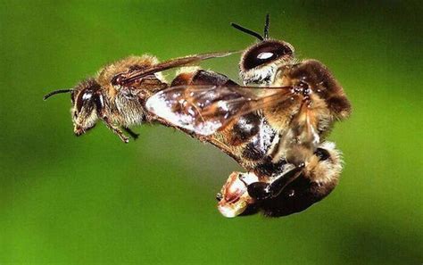 queen bee mating with drone Archives - Sustainable Agriculture