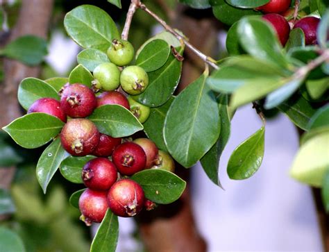 A photo, A thought............: Plant: Abundant strawberry guava.........