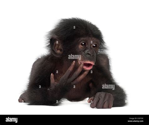 Baby bonobo, Pan paniscus, 4 months old, lying against white background Stock Photo - Alamy