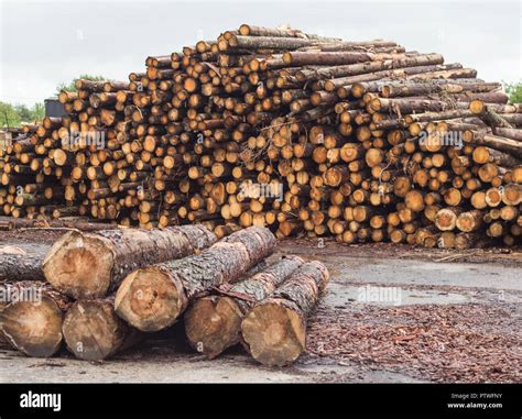 A huge pile of logs from the forest, a sawmill, timber for export, beam ...