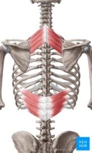 Everything You Need To Know About Your Serratus Posterior Superior And ...