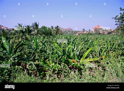 Banana plantation agriculture irrigation hi-res stock photography and ...