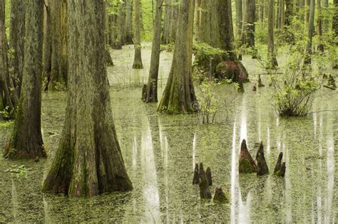 Cypress trees in swamp stock photo. Image of swamp, forest - 9303728