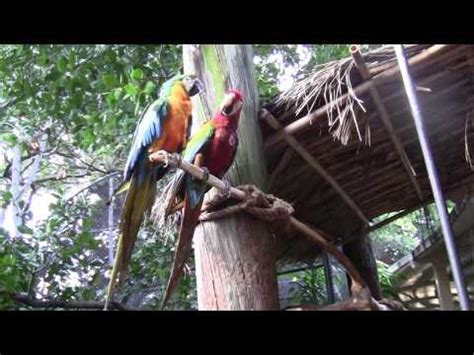 Jungle Island , Parrot Jungle Miami, Florida , Джангл Айленд Майами Флорида Մայամի Ֆլորիդա - YouTube