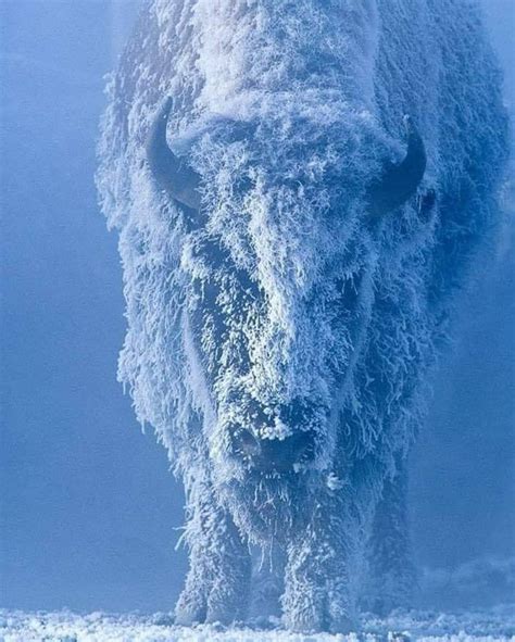 Portrait of an American Bison. Winter in Yellowstone National Park. : r/interestingasfuck