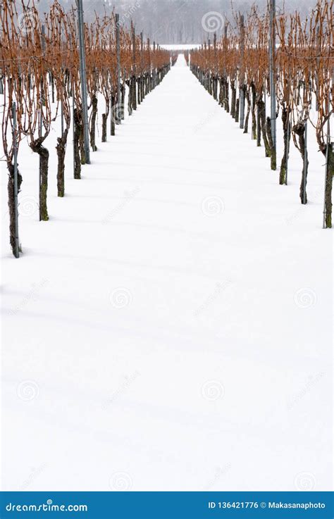 Vineyard and Grapevines Covered in Deep Snow Stock Photo - Image of grisons, nature: 136421776