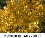 Spicewood image - Free stock photo - Public Domain photo - CC0 Images