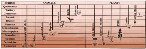 Fossils, Rocks, and Time: Fossil Succession