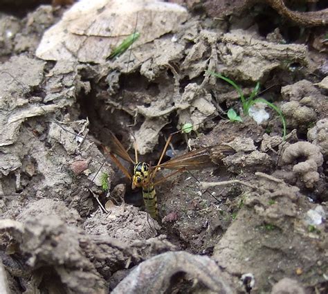 Tiger Crane Fly laying eggs | Flickr - Photo Sharing!