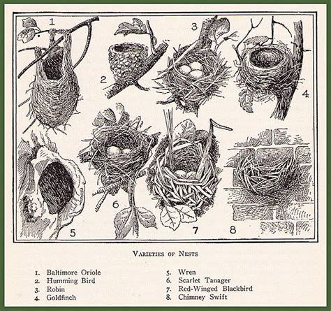 Bird Nest Illustration from The Home Educator | Nest art, Bird nests ...