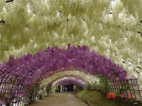 Eclectitude: Wisteria Tunnel - Kawachi Fuji Gardens, Japan